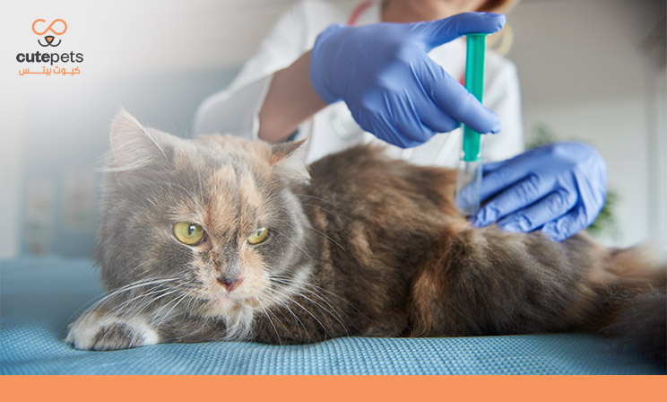 متى يبدأ تطعيم القطط الصغيرة