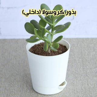 بذور كورسولا (داخلي) 3 بذرات