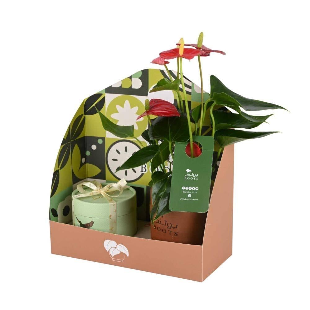 انتوريوم طبيعي أحمر مع شوكولاتة انوش في تغليف أنيق من بوتس