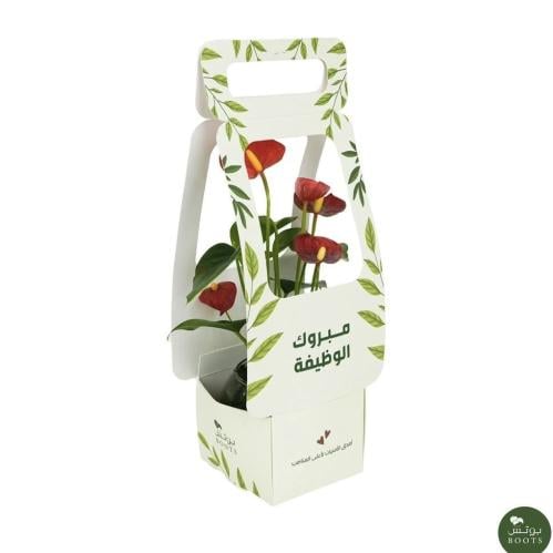 هدية نبتة الانتوريوم الاحمر الطبيعية | (مبروك الوظ...