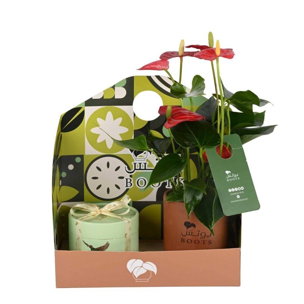 انتوريوم طبيعي أحمر مع شوكولاتة انوش في تغليف أنيق من بوتس