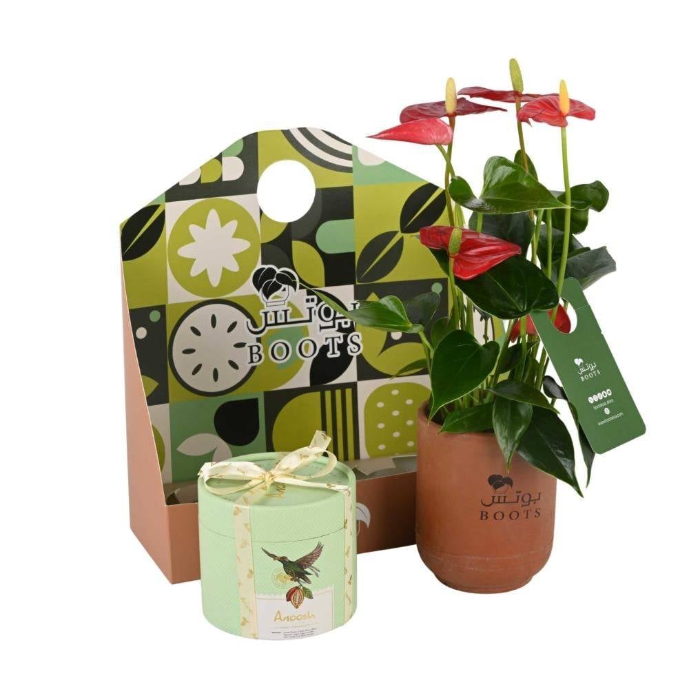 انتوريوم طبيعي أحمر مع شوكولاتة انوش في تغليف أنيق من بوتس