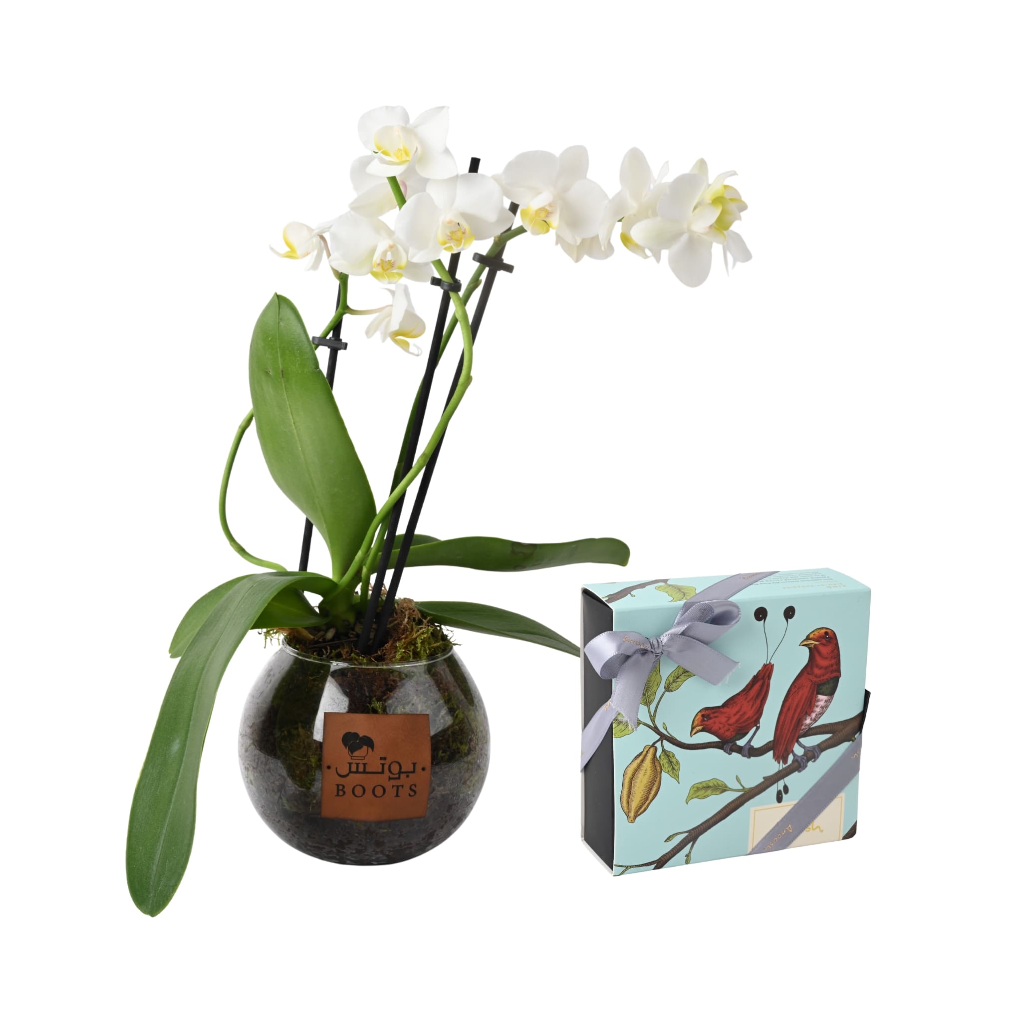 اوركيد وانوش