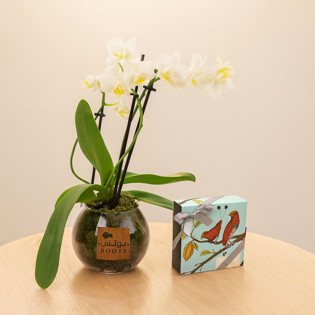 أوركيد الفجر