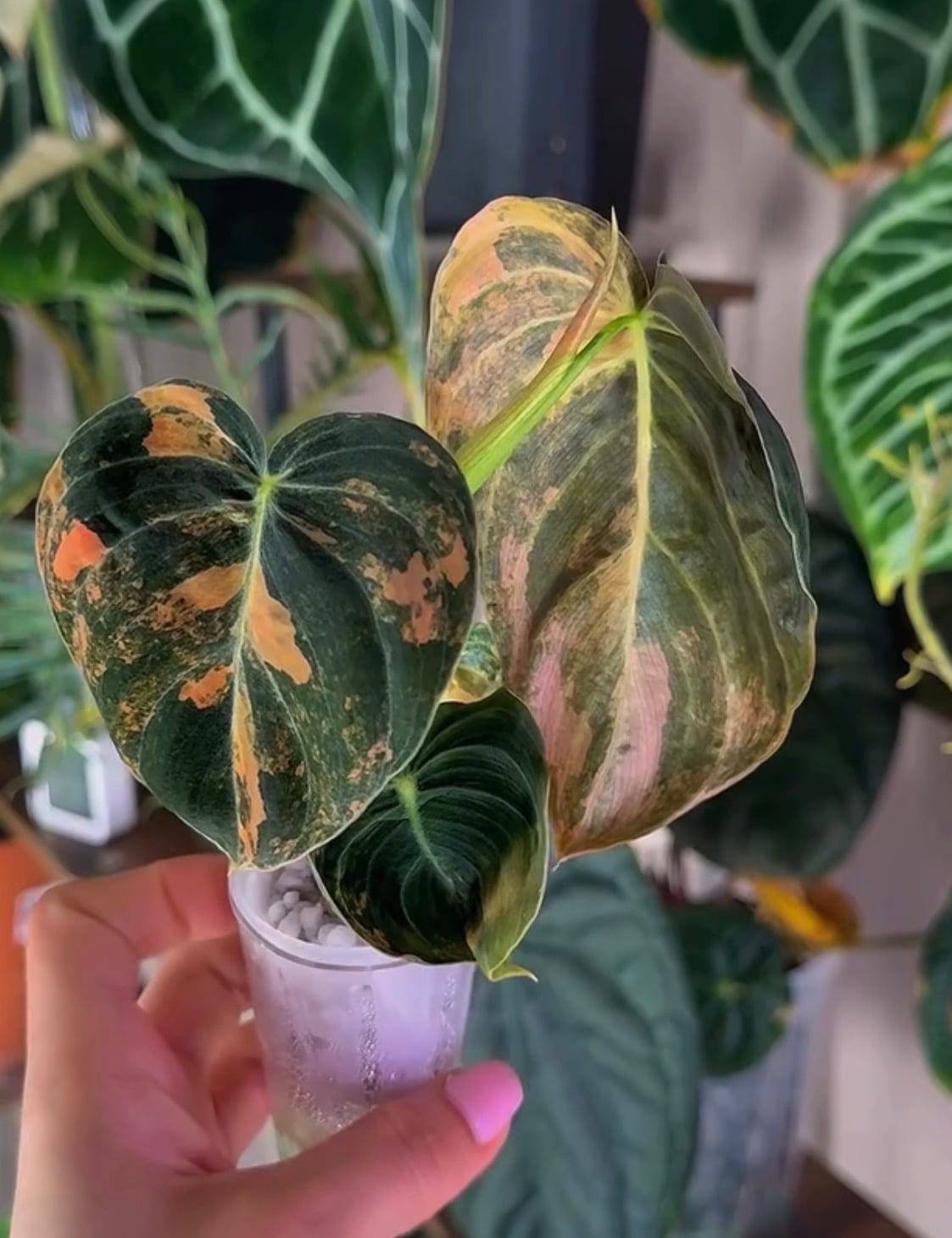 Philodendron Milano Variegated Pink top Cutting - Pink Chlorophyll by Rasiel