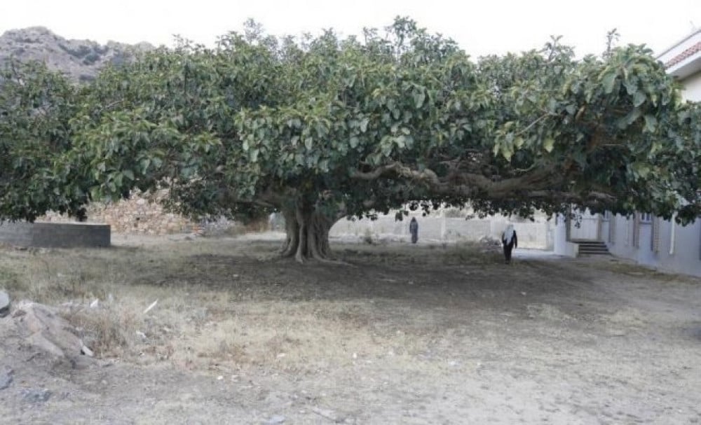 رقع - تالقة  100 بذرة  Ficus vasta