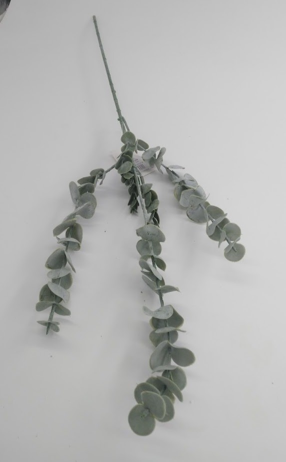 كليبتوس وسط مترب