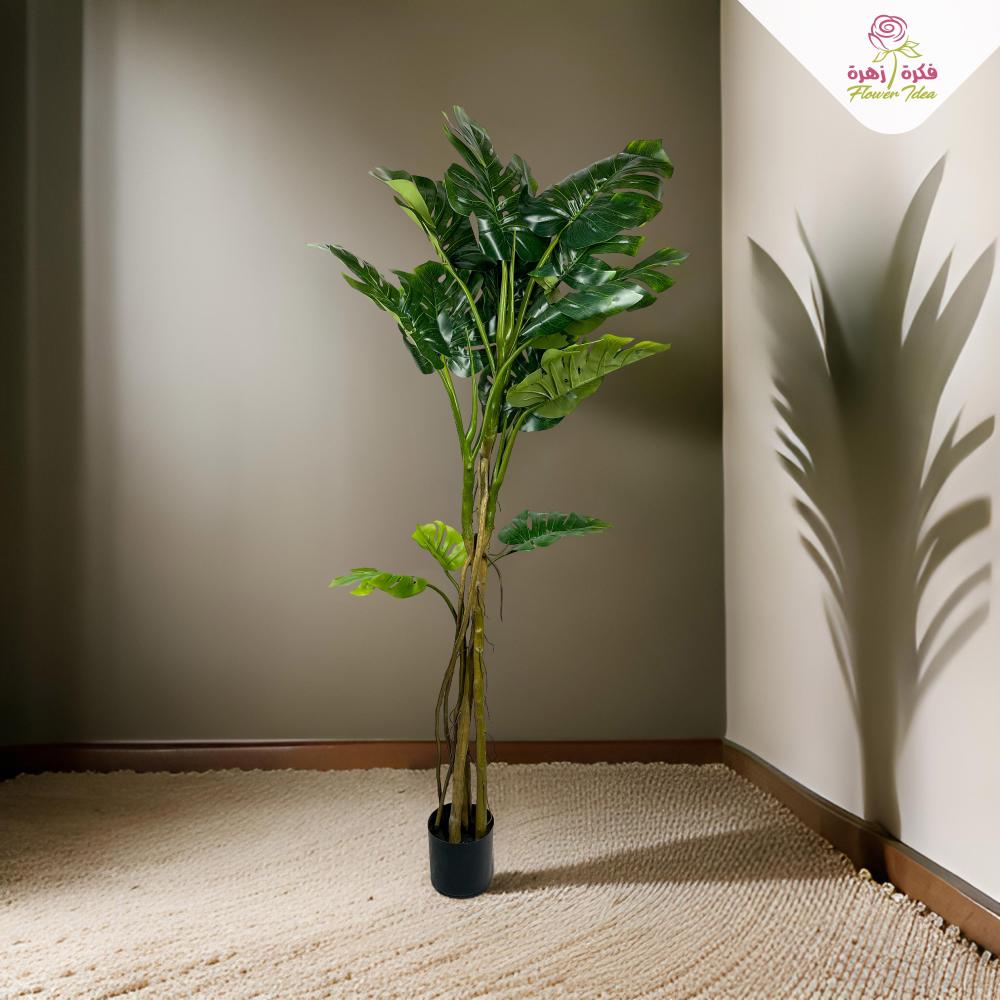 شجرة مونيستيرا