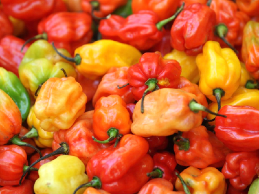 بذور فلفل هابينيرو