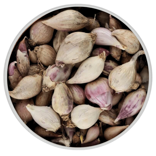 ثوم ذكر