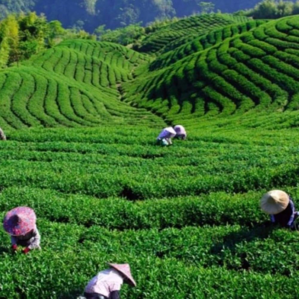 الدليل الشامل لشمال تركيا: رحلة الأحلام بين طرابزون وأوزنجول وريزه وآيدر