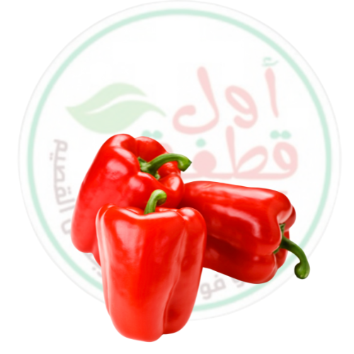 فلفل رومي احمر بارد طازج