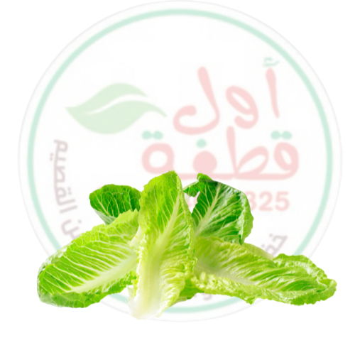 خس بلدي من مزارع القصيم
