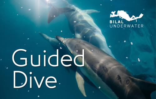 الغوص مع مرشد | Guided Dive