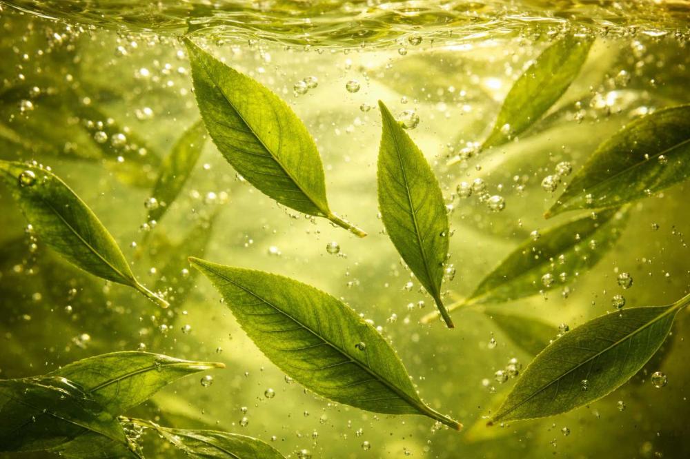 سيروم حمض الساليسيليك 2% لعلاج حب الشباب