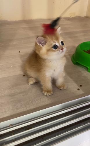 ذكر ny12 بريتش عمره ٥٣ يوم مسجله