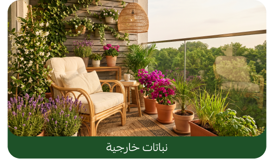 نباتات خارجية