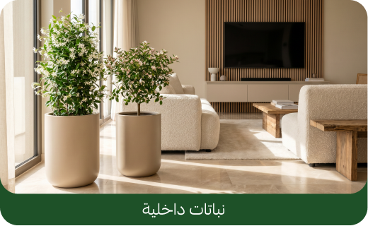 نباتات  داخلية