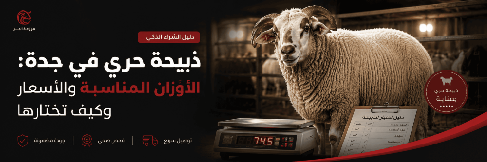 ذبيحة حري في جدة: الأوزان المناسبة والأسعار وكيف تختارها