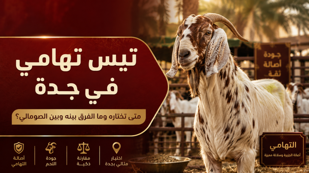 تيس تهامي في جدة: متى تختاره وما الفرق بينه وبين الصومالي؟