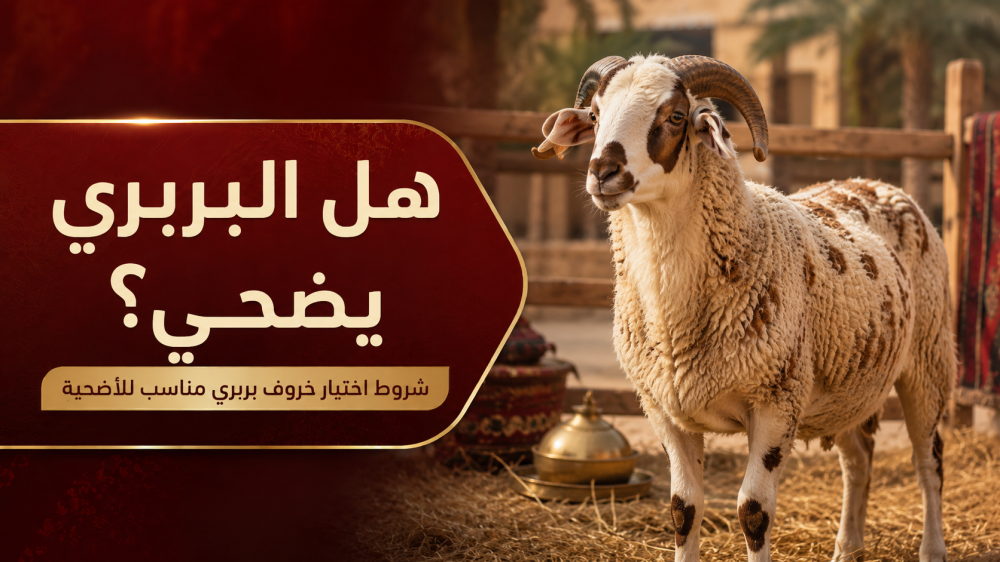 هل البربري يضحي؟ شروط اختيار خروف بربري مناسب للأضحية