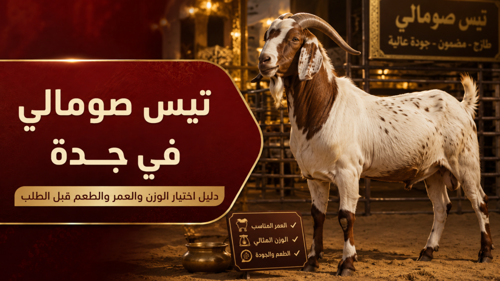 تيس صومالي في جدة: دليل اختيار الوزن والعمر والطعم قبل الطلب