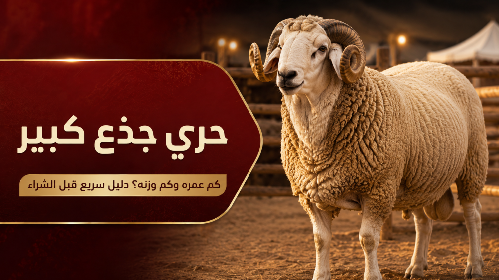 حري جذع كبير: كم عمره وكم وزنه؟ دليل سريع قبل الشراء
