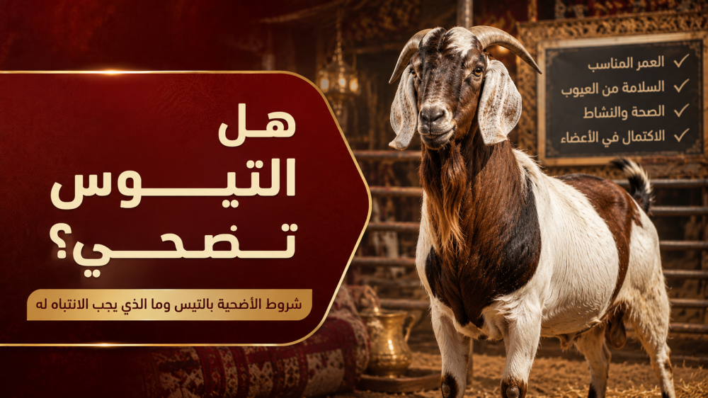 هل التيوس تضحي؟ شروط الأضحية بالتيس وما الذي يجب الانتباه له