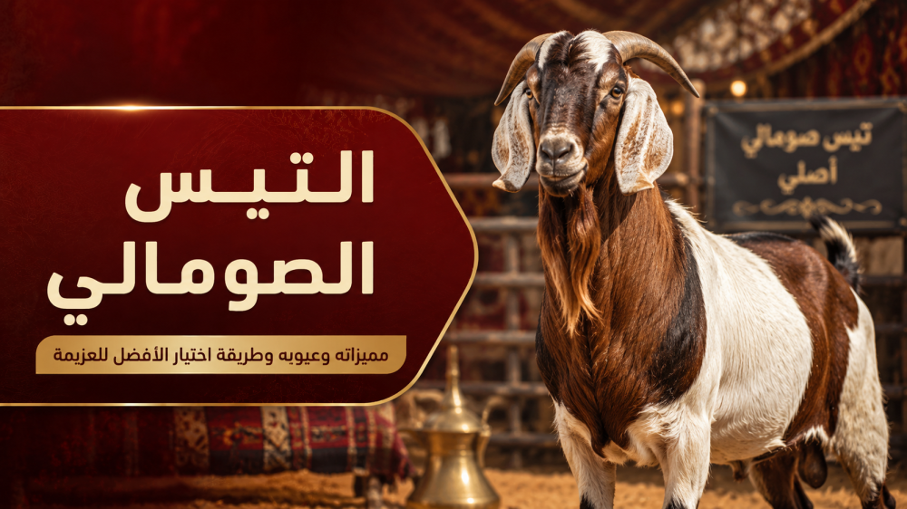التيس الصومالي: مميزاته وعيوبه وطريقة اختيار الأفضل للعزيمة