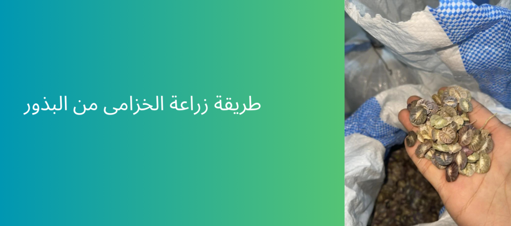طريقة زراعة الخزامى من البذور