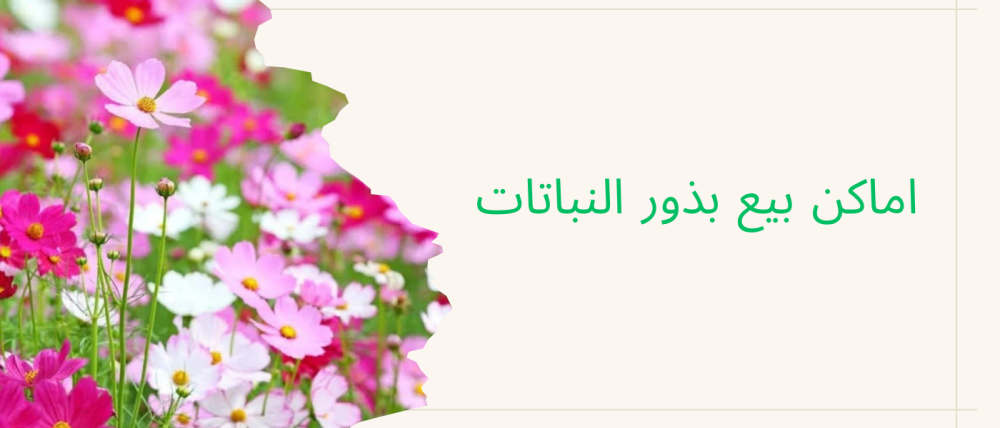 اماكن بيع بذور النباتات