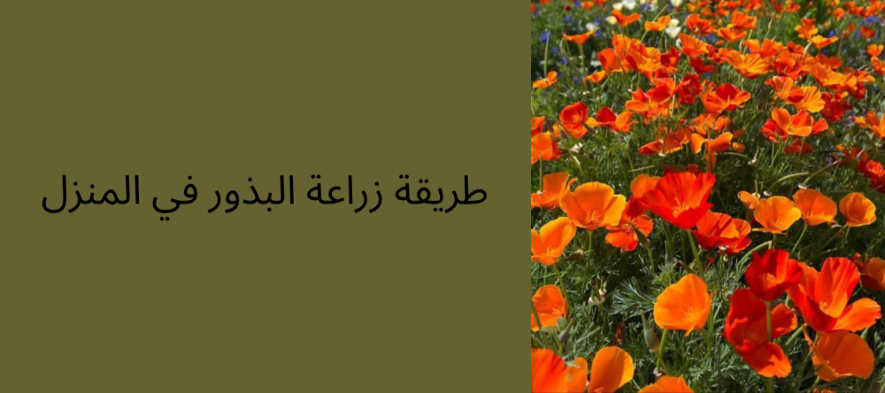 طريقة زراعة البذور في المنزل