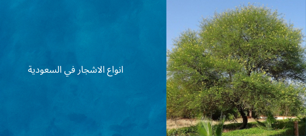 انواع الاشجار في السعودية
