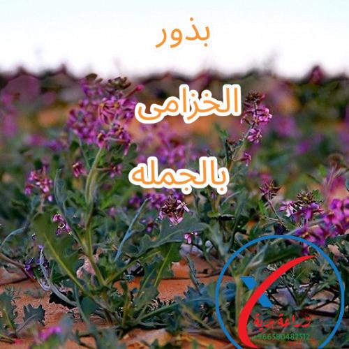 بذور الخزامى 120جرام