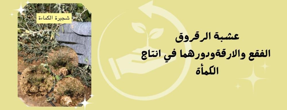 عشبة الرقروق الفقع