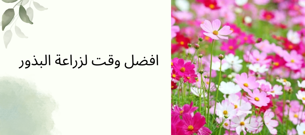 افضل وقت لزراعة البذور