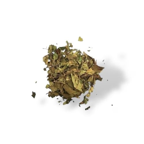 عشبة الجيمنيما