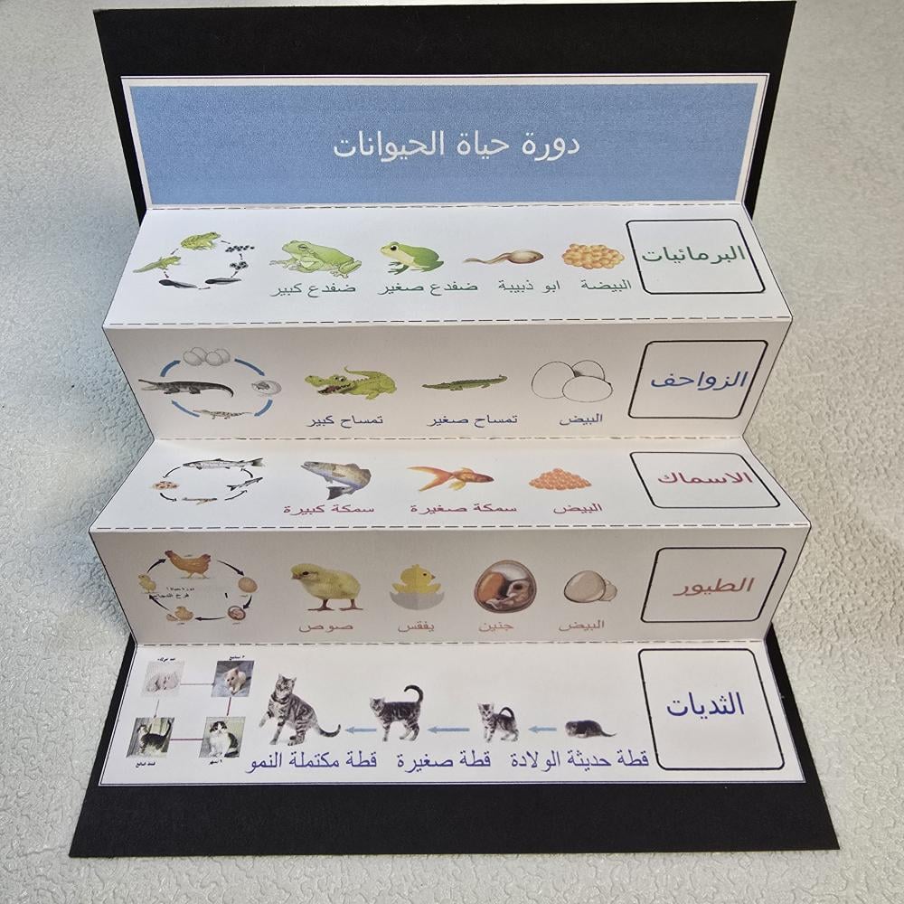 مطويه دورة حياه الحيوانات