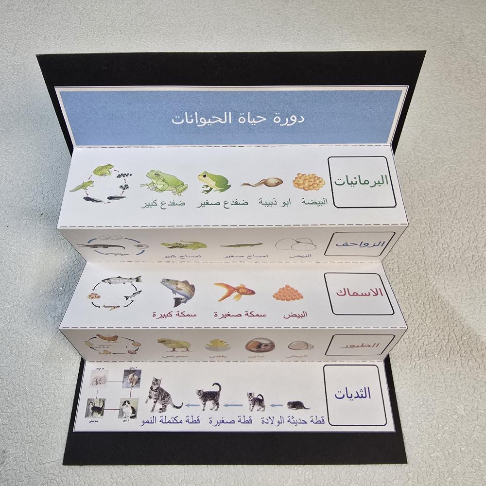 مطويه دورة حياه الحيوانات