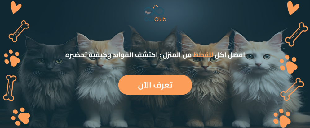 افضل اكل للقطط من المنزل : اكتشف الفوائد وكيفية تحضيره