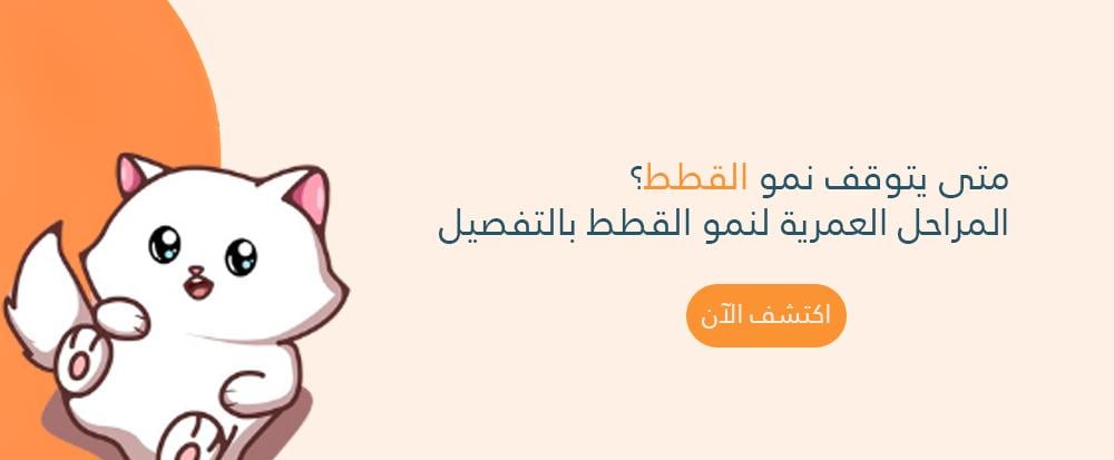 متى يتوقف نمو القطط؟ المراحل العمرية لنمو القطط بالتفصيل