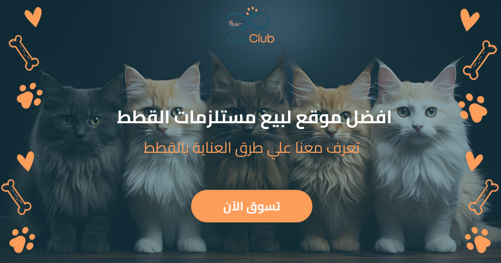 افضل موقع لبيع مستلزمات القطط - تعرف معنا علي طرق العناية بالقطط