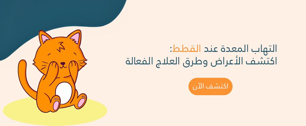 التهاب المعدة عند القطط: اكتشف الأعراض وطرق العلاج الفعالة