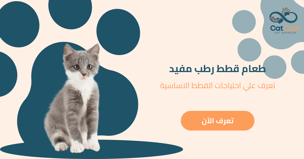 طعام قطط رطب مفيد - تعرف علي احتياجات القطط الأساسية
