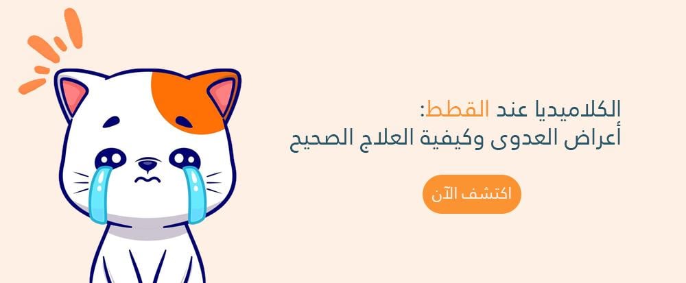 الكلاميديا عند القطط: أعراض العدوى وكيفية العلاج الصحيح