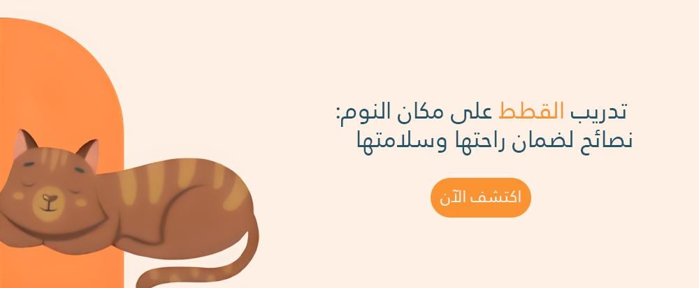 تدريب القطط على مكان النوم