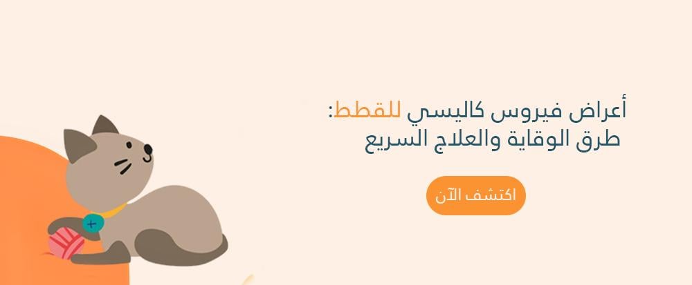 اعراض فيروس كاليسي للقطط: طرق الوقاية والعلاج السريع