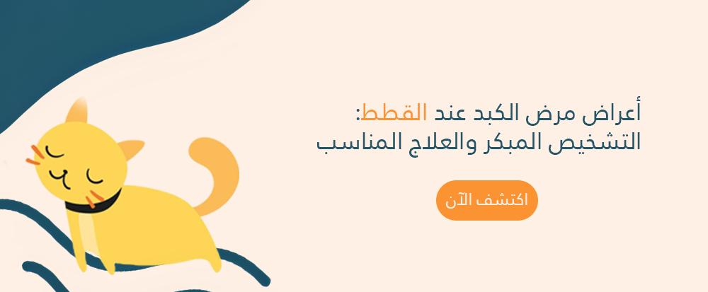 أعراض مرض الكبد عند القطط