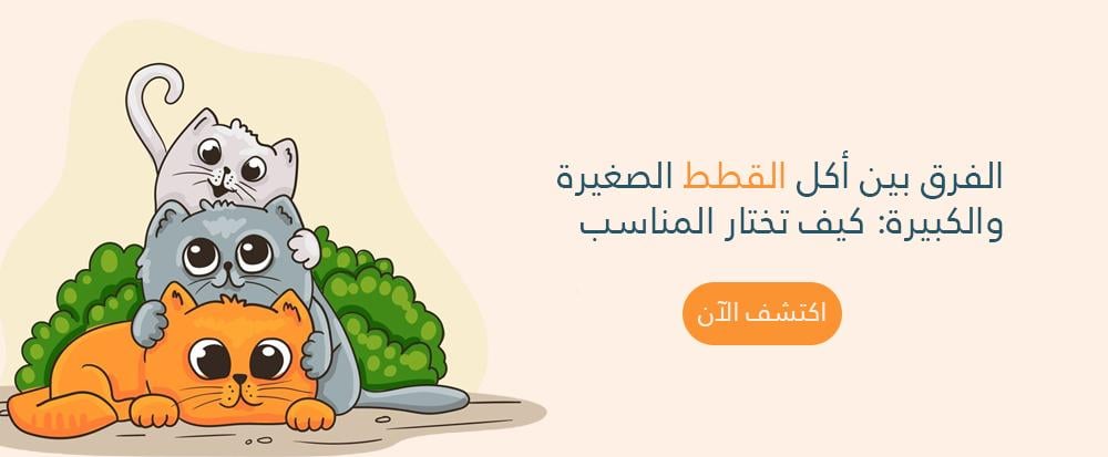 الفرق بين أكل القطط الصغيرة والكبيره