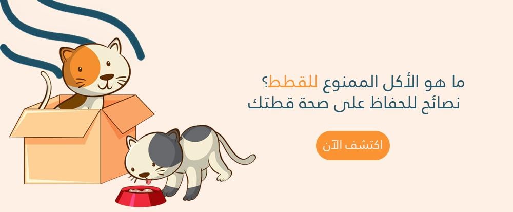 ما هو الاكل الممنوع للقطط؟ نصائح للحفاظ على صحة قطتك
